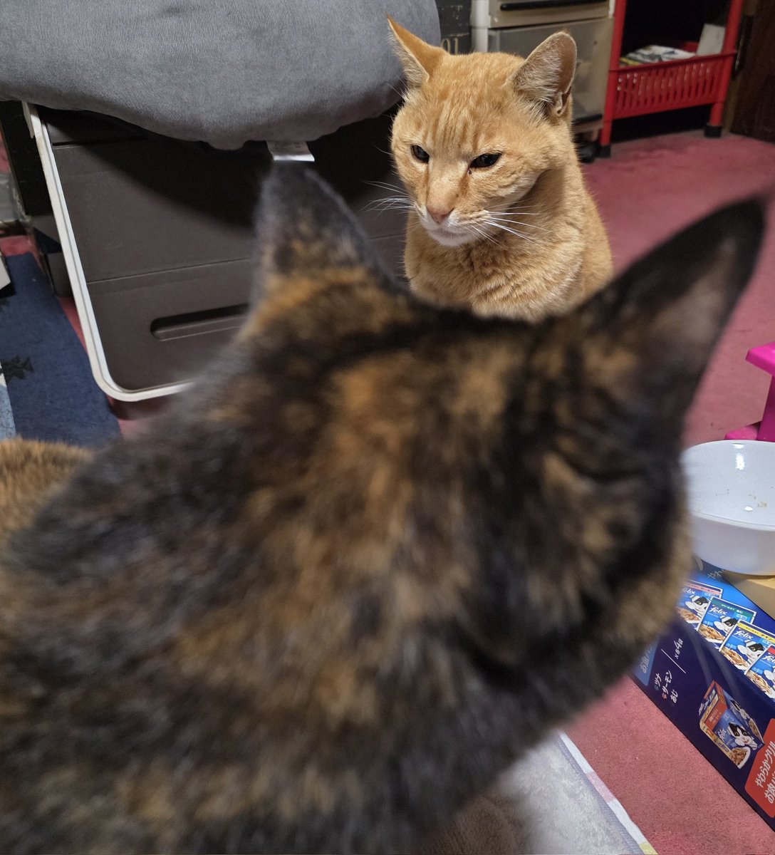 バーイナ(^w^) tweet media