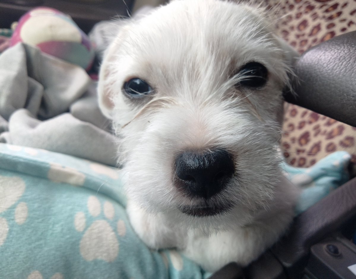 LiveToLove tweet media