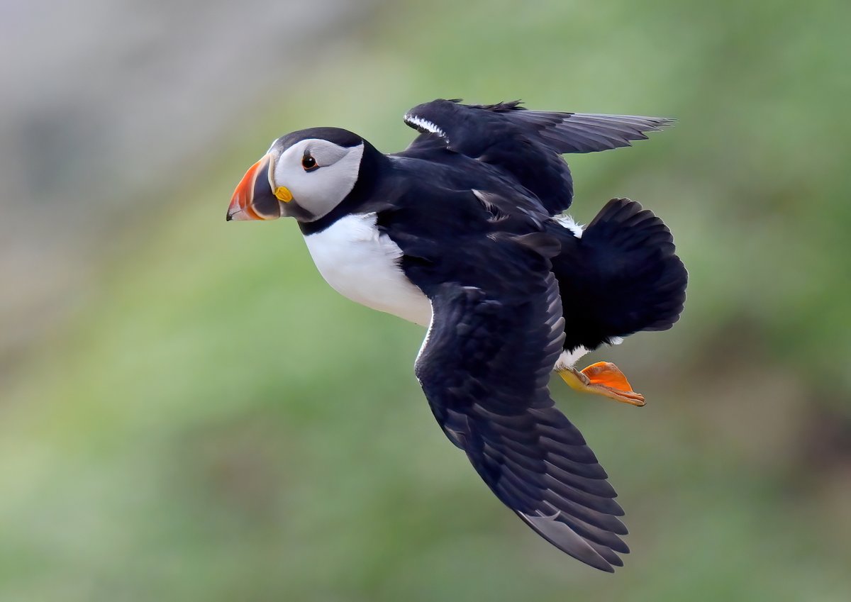 Carl Bovis tweet media