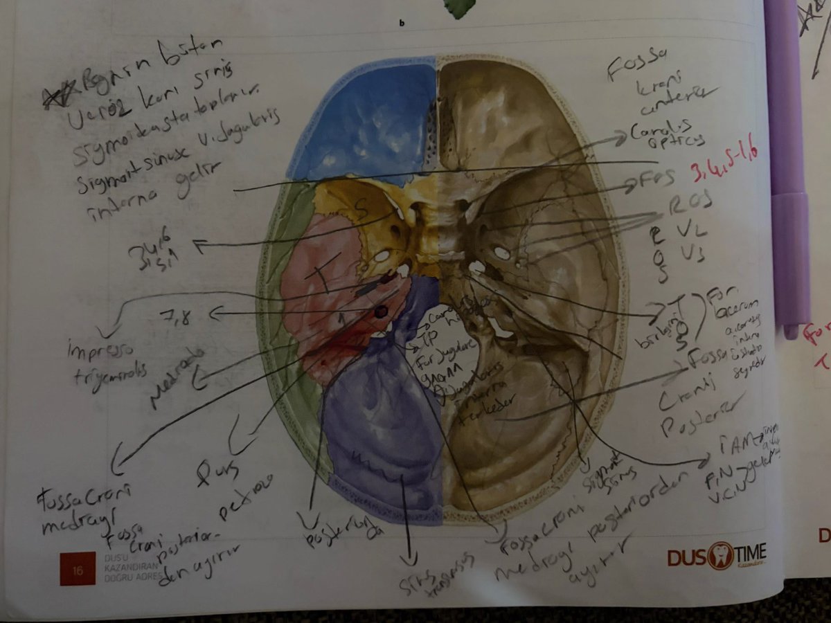 kubranursesli's tweet photo. Diş hekimi benim gözümden kafa anatomisi vs tıp hekimi kardeşimin gözünden kafa anatomisi https://t.co/XyceXlk72j