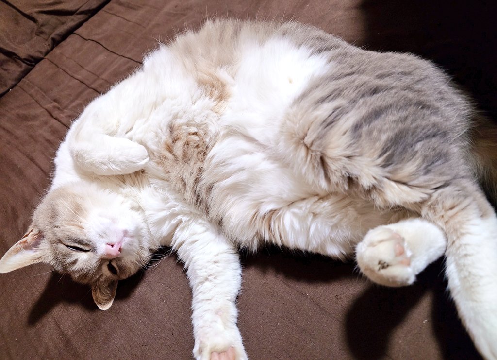 ファング@ブランにどハマり♪ tweet media