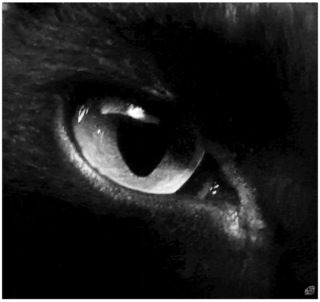 gh0stfacegf's tweet photo. how does pinterest see you?  

♰ vampire 
♰ books 
♰ eyes 
♰ skull https://t.co/z7sRtt2dM2