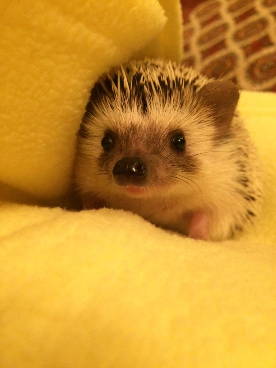 Hedgehog Zone tweet media