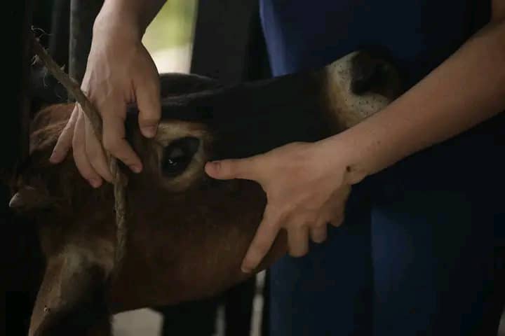 Centro Nacional de Sanidad Animal (CENASA) tweet media