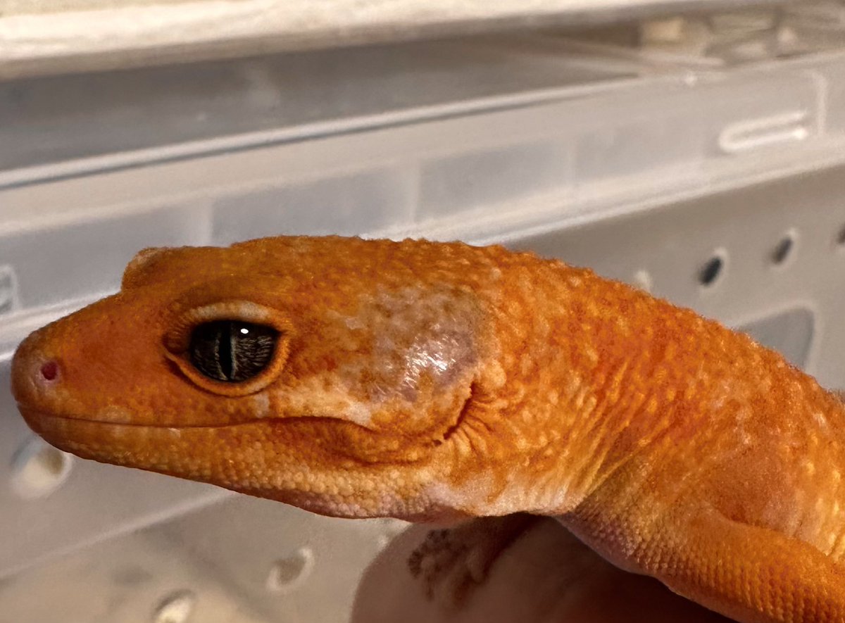 🩷𝐏𝐫𝐢𝐧𝐜𝐞𝐬𝐬((о´∀`о)ノ🩷 tweet media