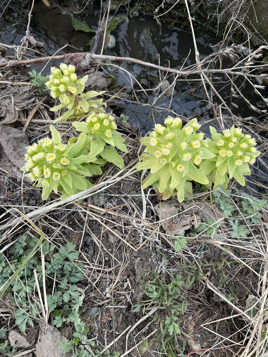 POP＠脱サラ農家 tweet media