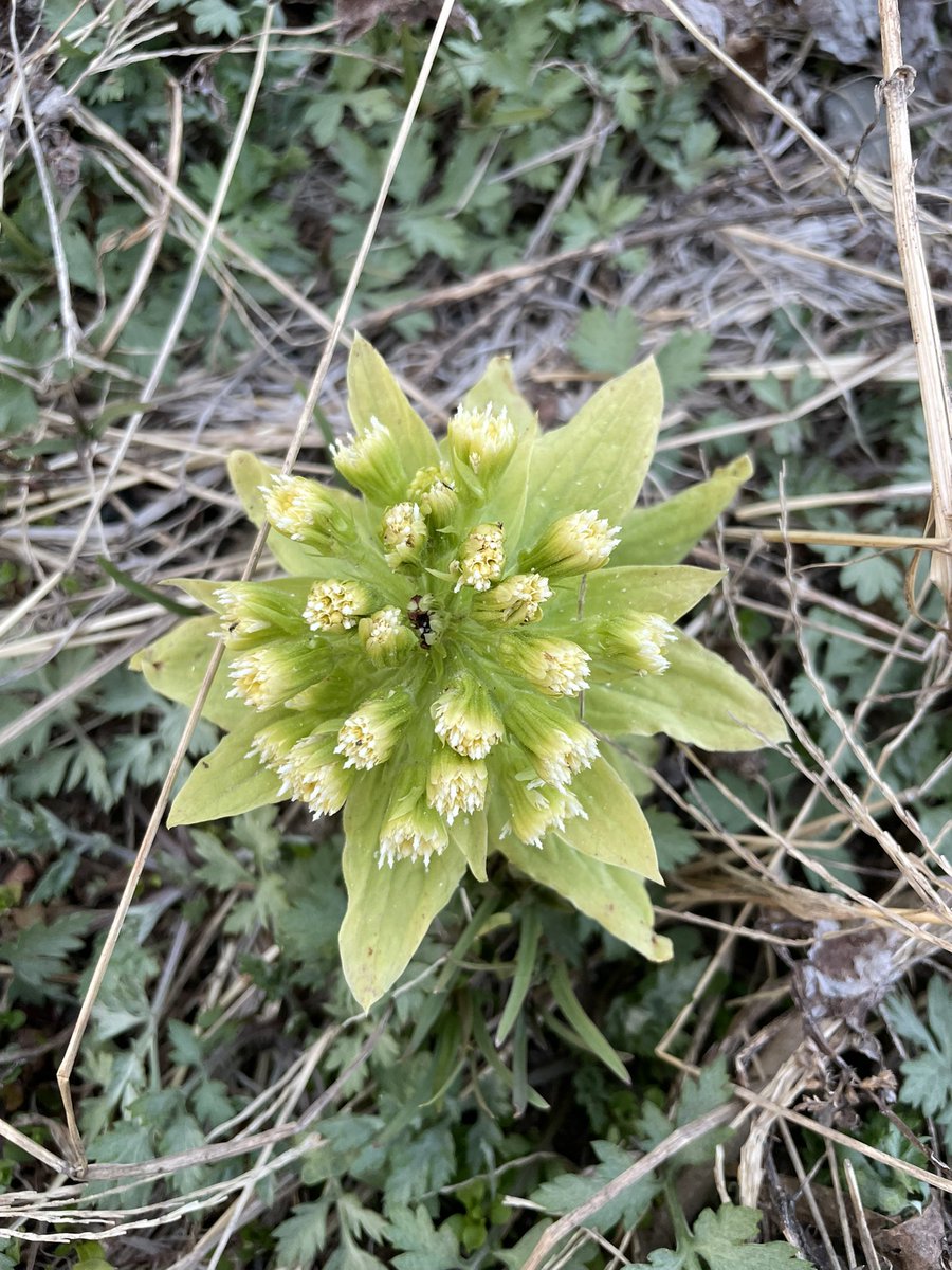 POP＠脱サラ農家 tweet media