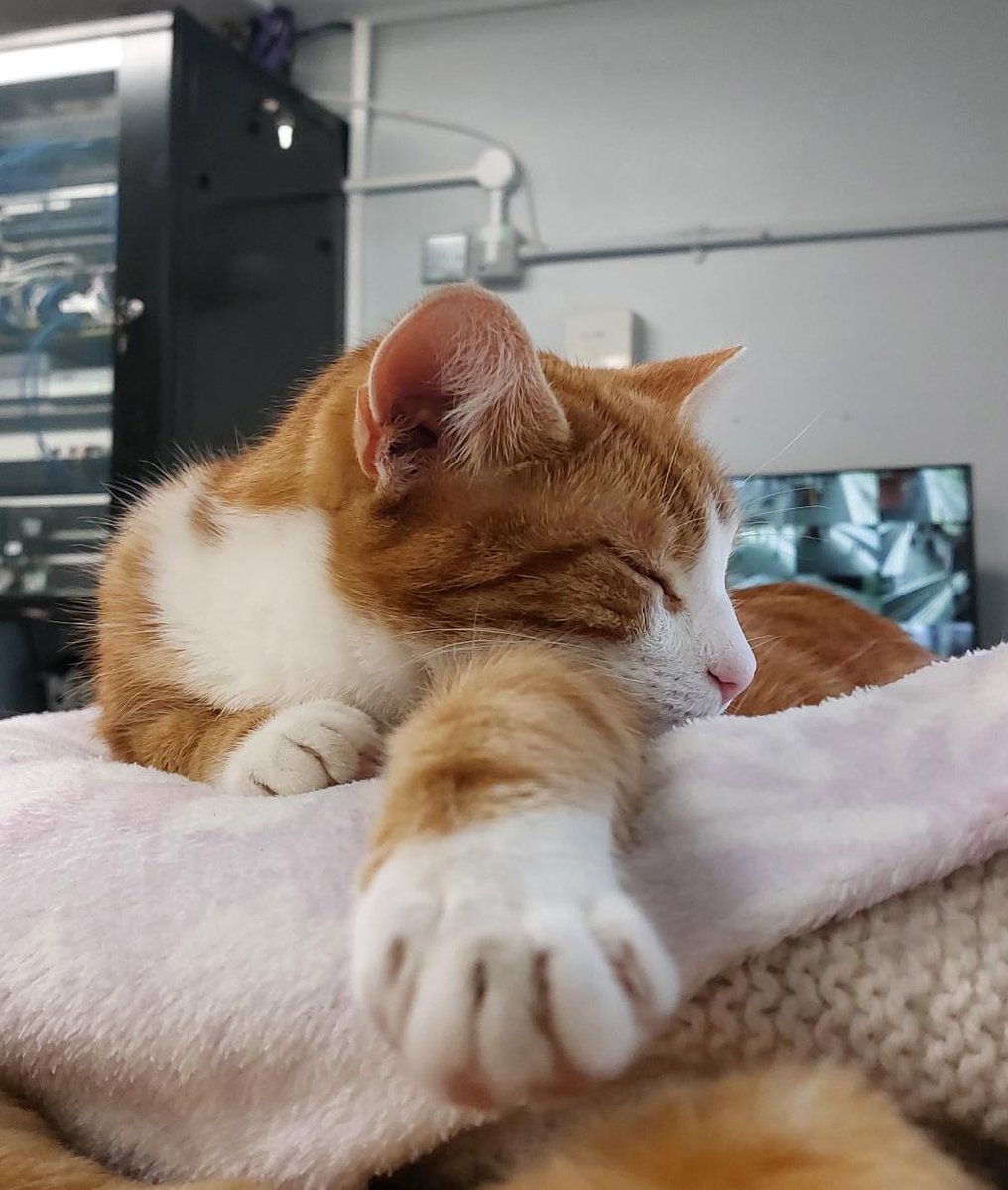 George The Stourbridge Junction Station Cat tweet media