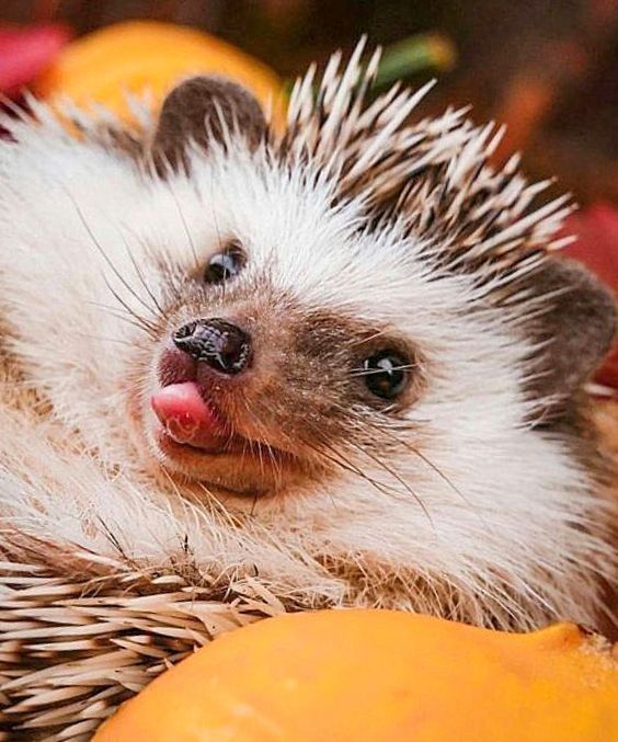 Hedgehog Zone tweet media