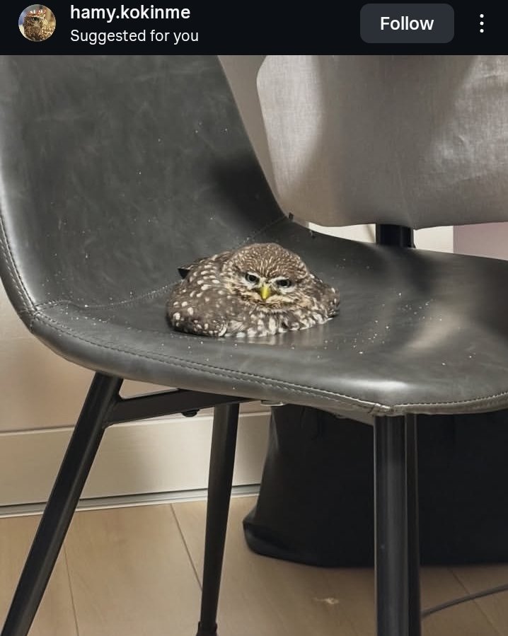 Ink Blot tweet media