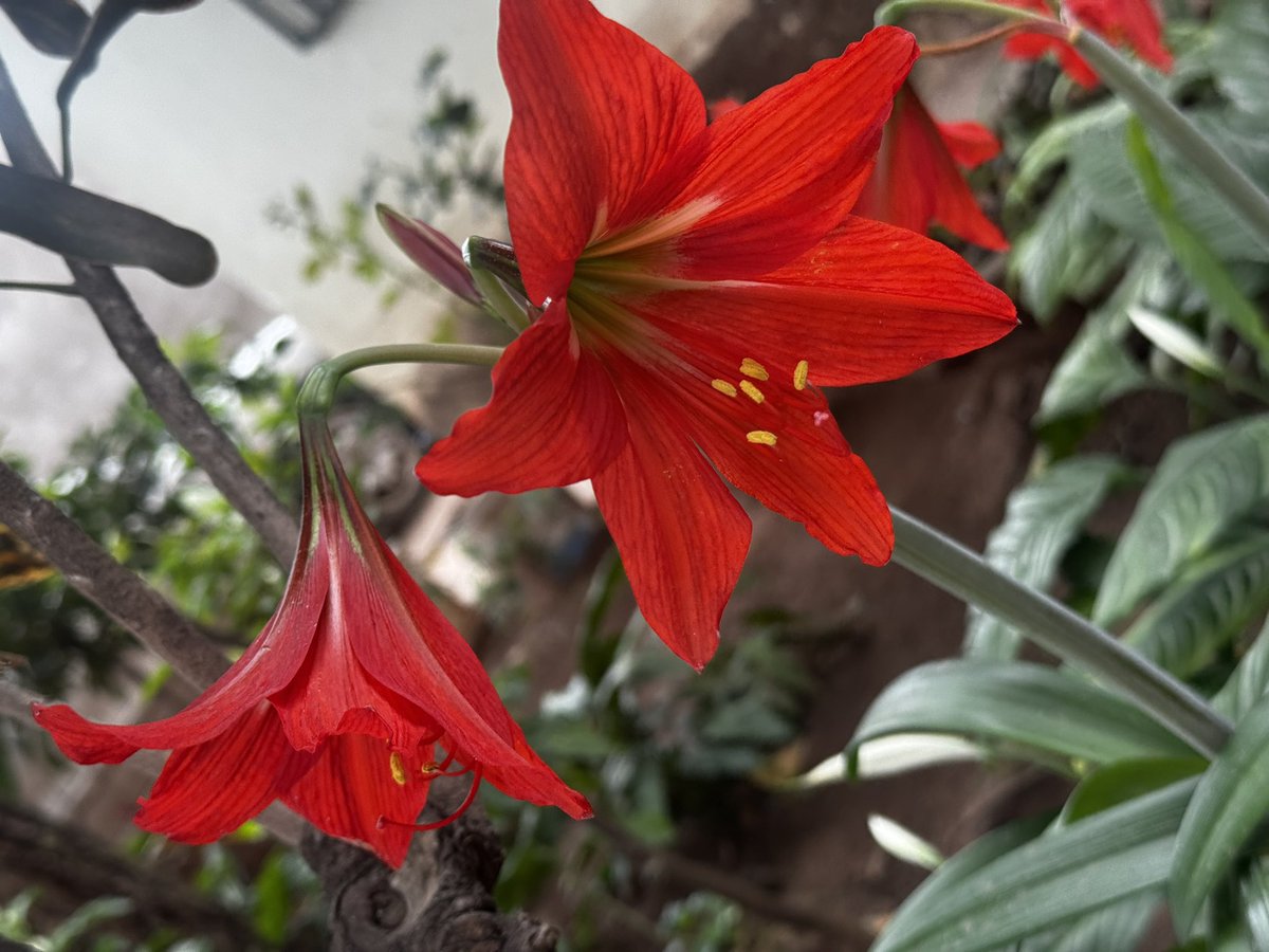 Ami Valladares  🧙‍♂️ tweet media