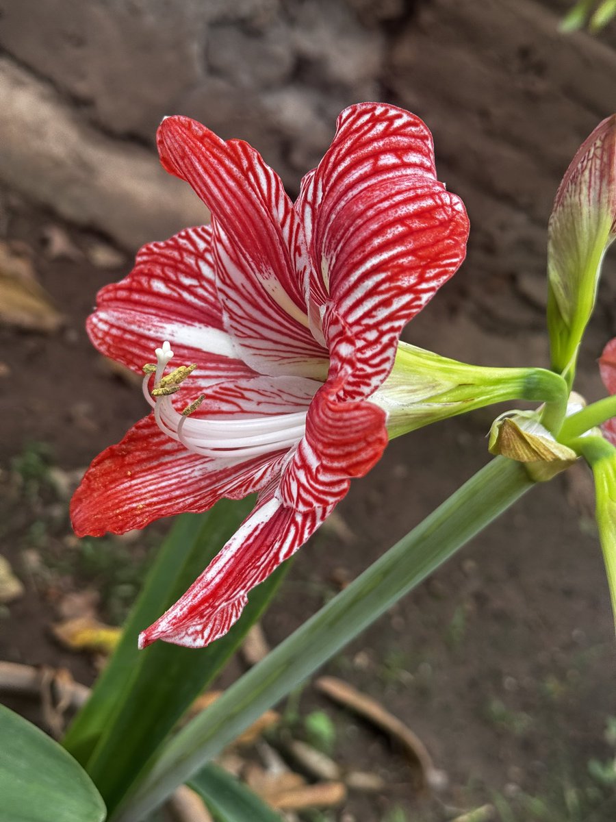 Ami Valladares  🧙‍♂️ tweet media