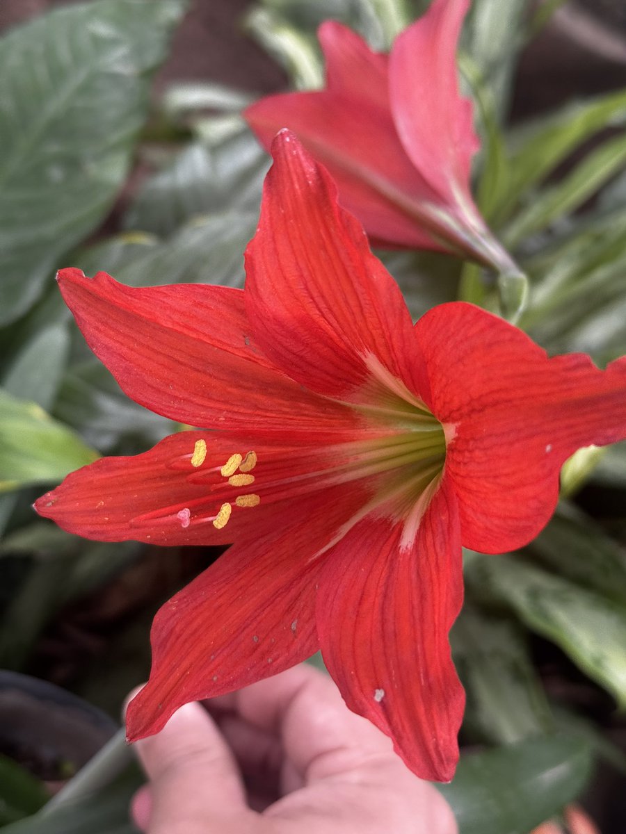 Ami Valladares  🧙‍♂️ tweet media