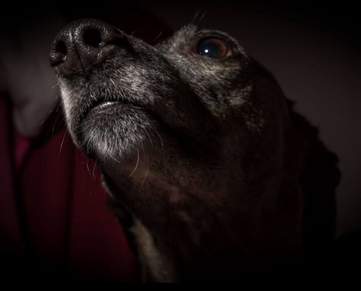 julie Blackstock✝🌺💐🍄👑🌹 tweet media