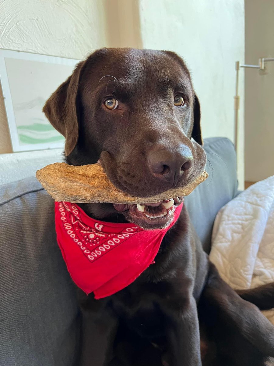 HrDingsMitHund tweet media