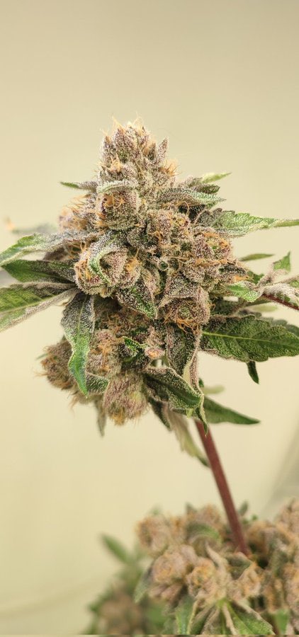MethodGenetics tweet picture