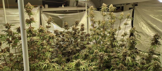 MethodGenetics tweet picture