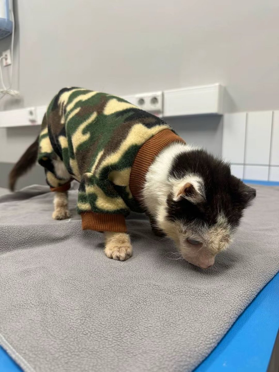 DIMITROV ANIMAL SHELTER tweet media