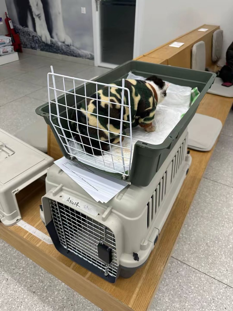 DIMITROV ANIMAL SHELTER tweet media