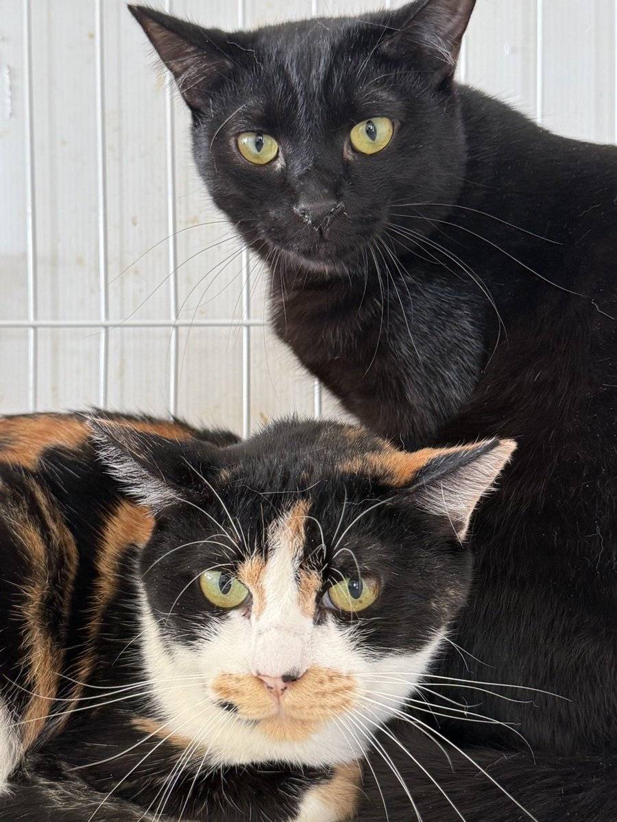 NPO法人 hinatabocco tweet media