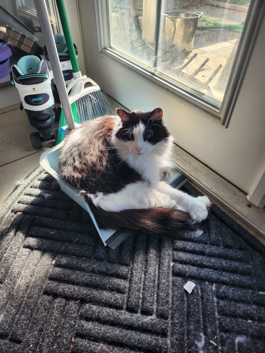 sirenskye's tweet photo. I think i need to stop joking about her being my trash cat

She's internalized it and now its too late 😭 https://t.co/TzvSzldhz3