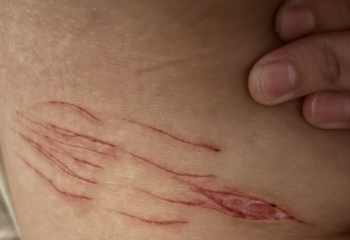 。*・*「ｅｅｖ」*・* 、。 // shedtwt tweet media