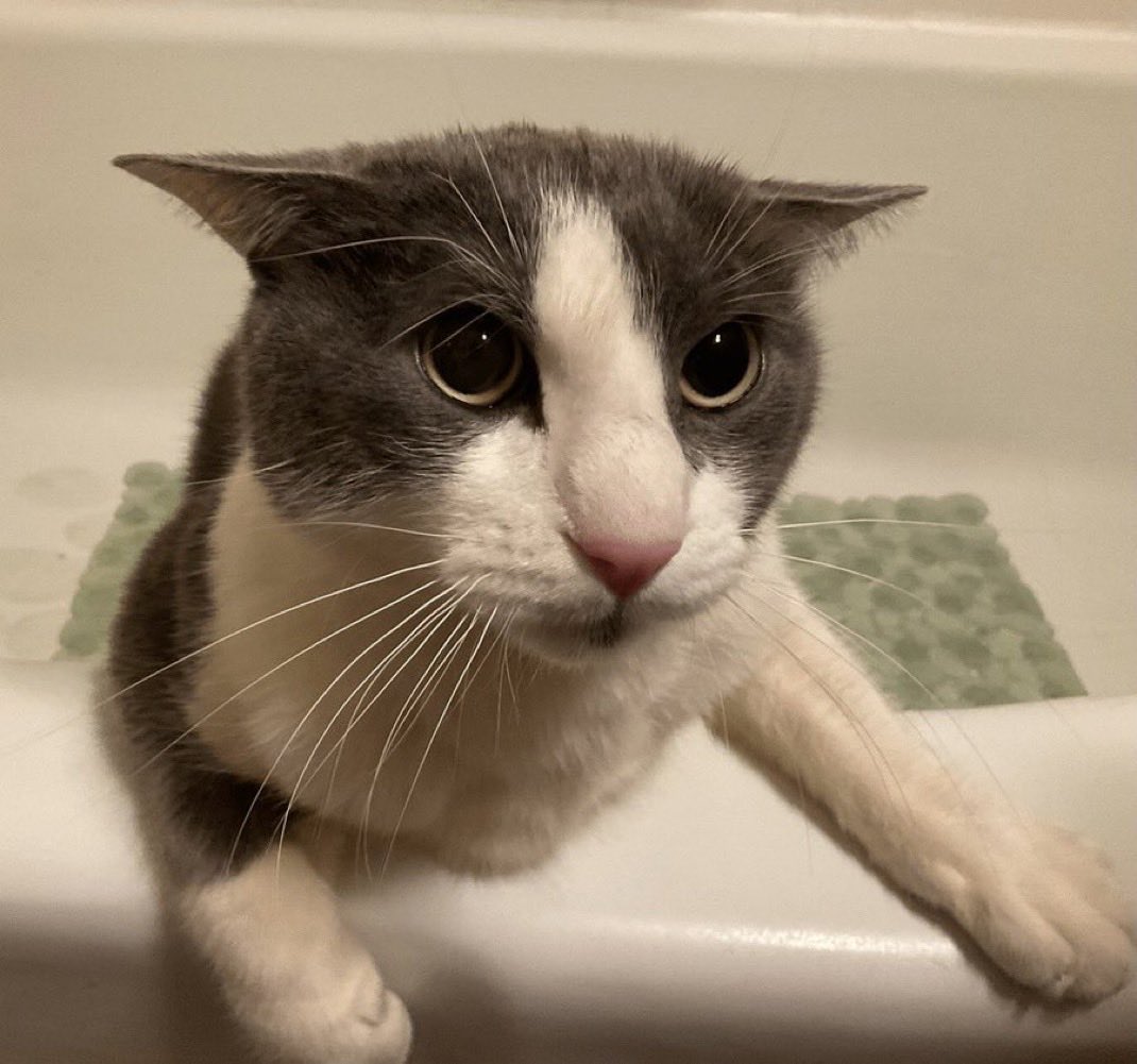 Jvne 🏳️⚧️ tweet media