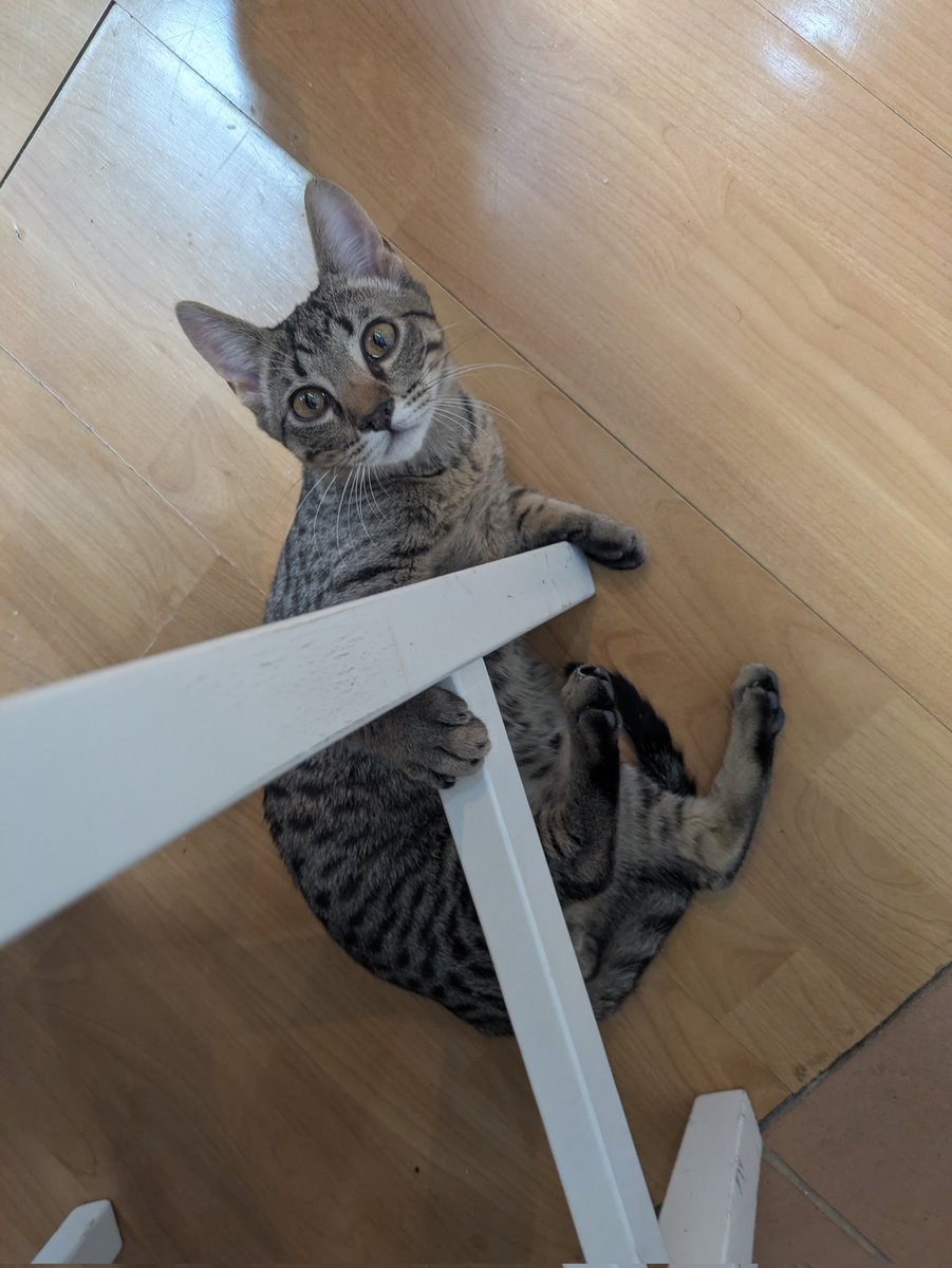 Palamosisme☭ tweet media