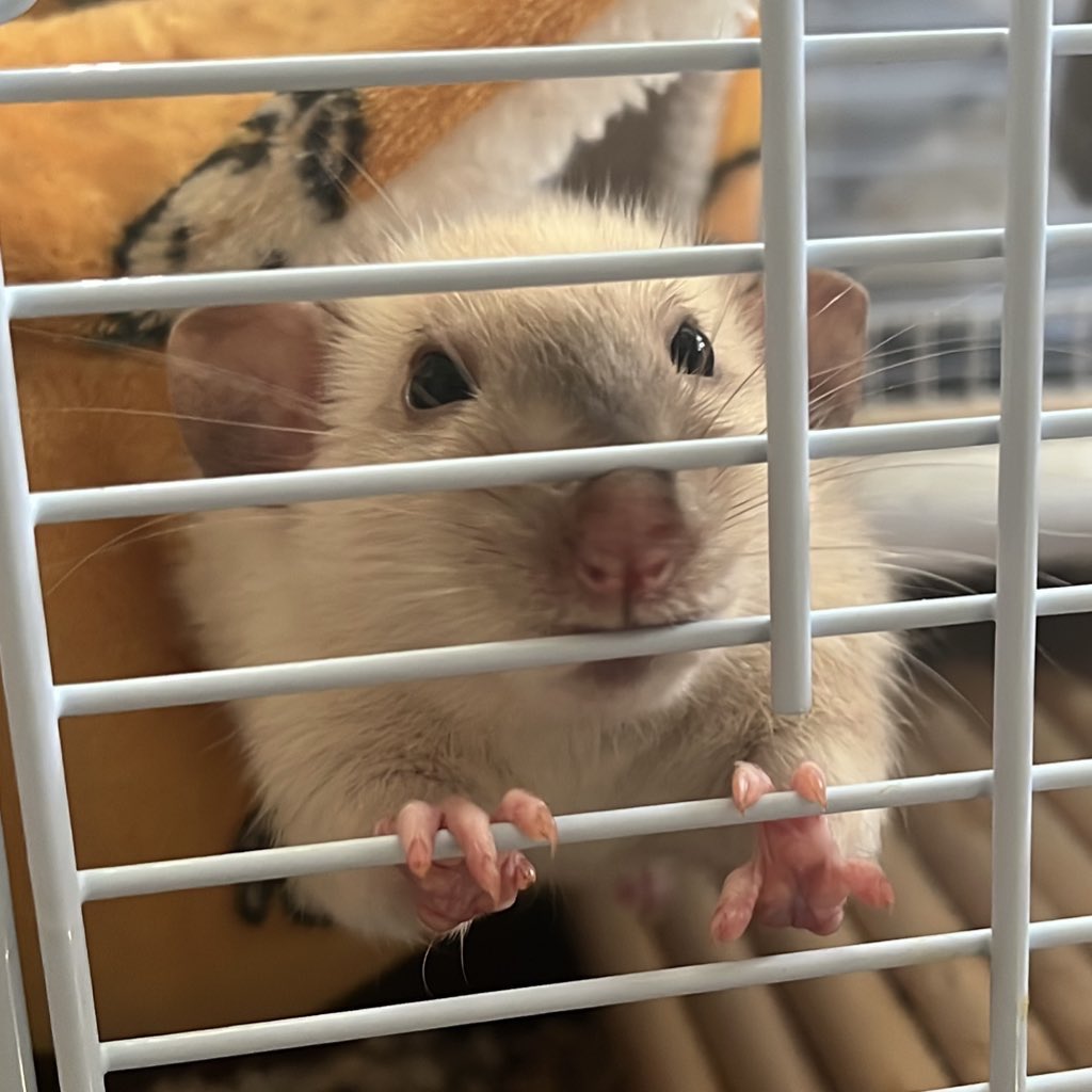 村上ラット🐀🐁 tweet media