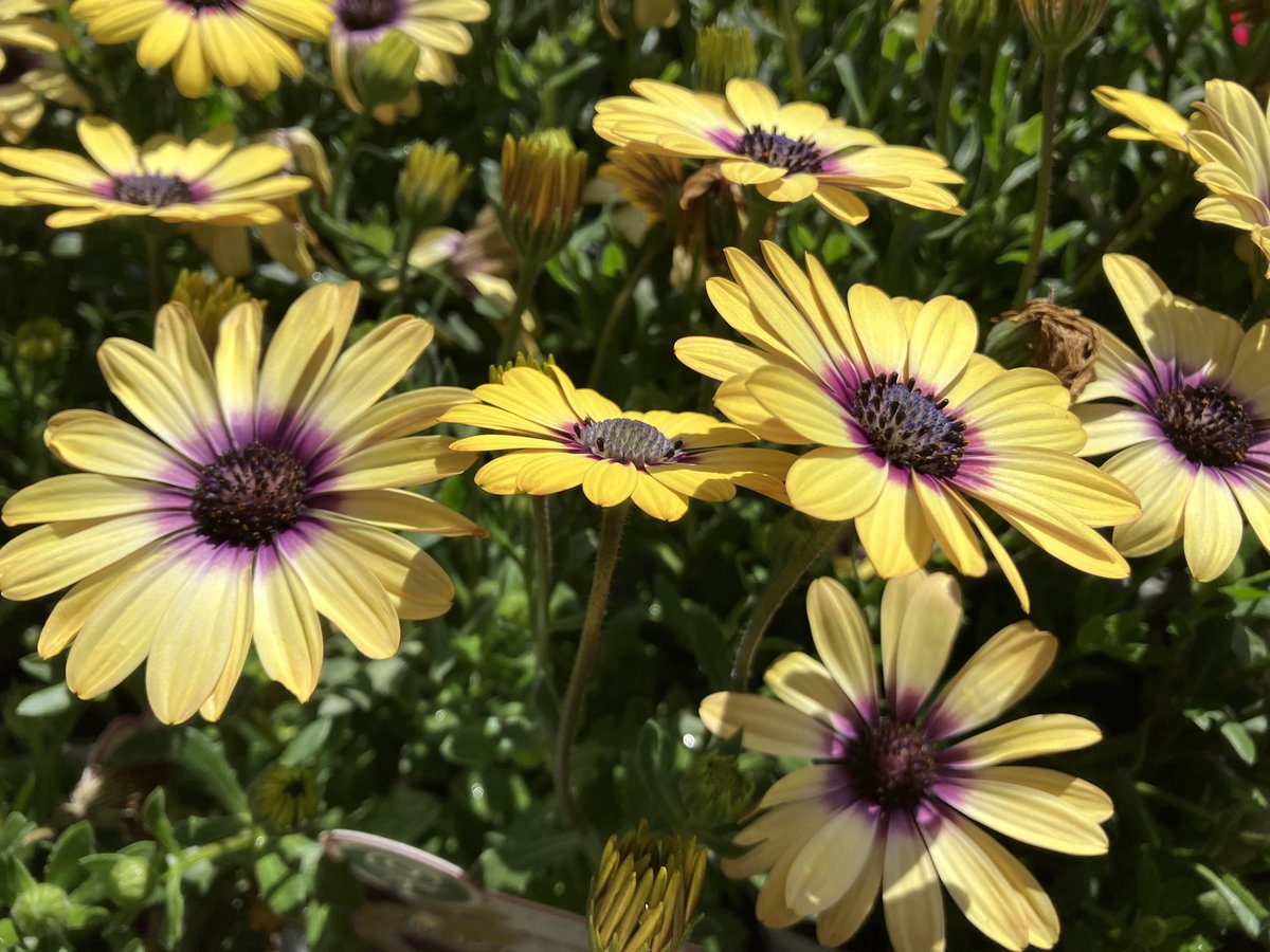 BABILL🇯🇵 tweet media