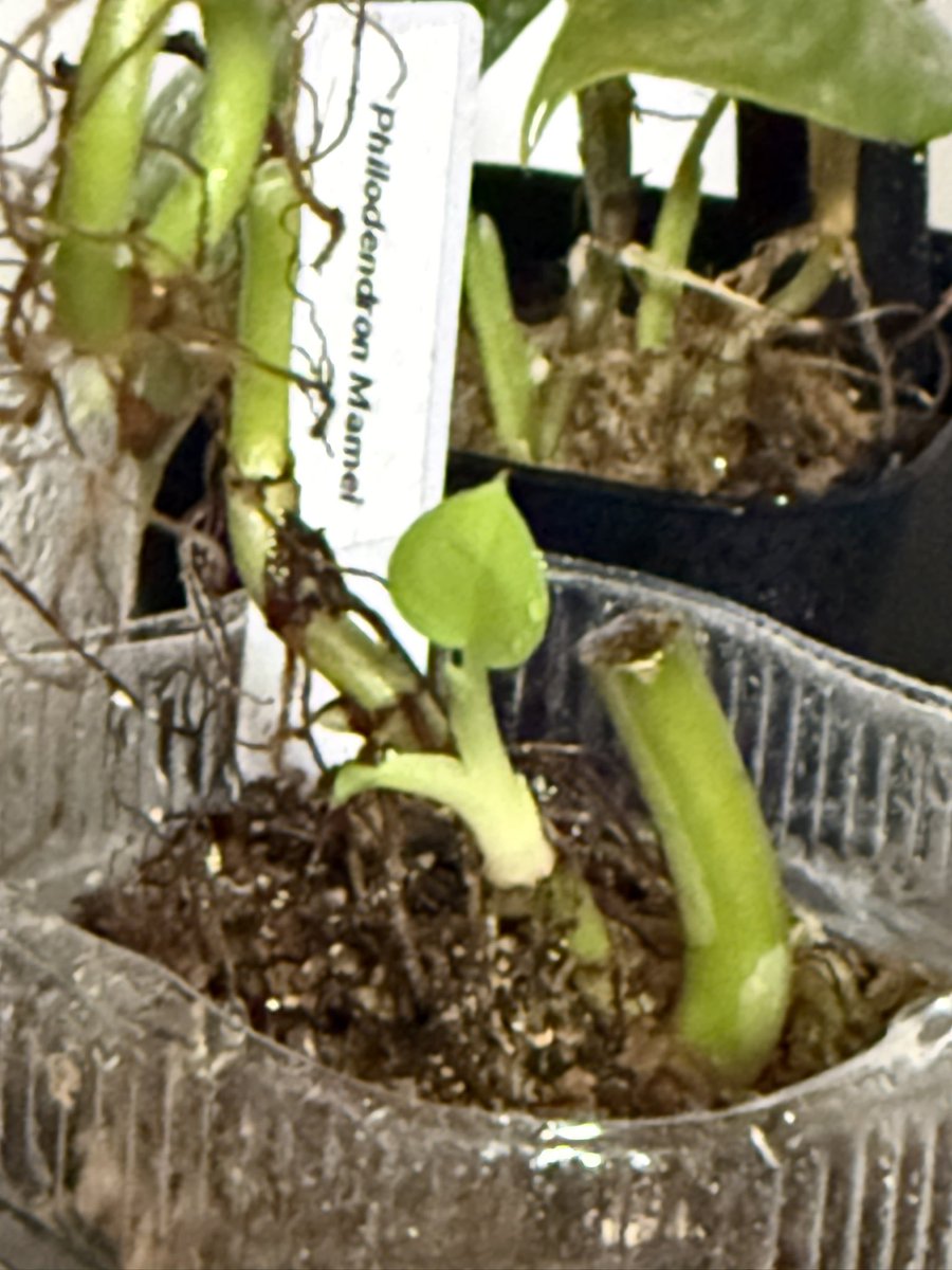 ☆Rosencrantz☆ tweet media