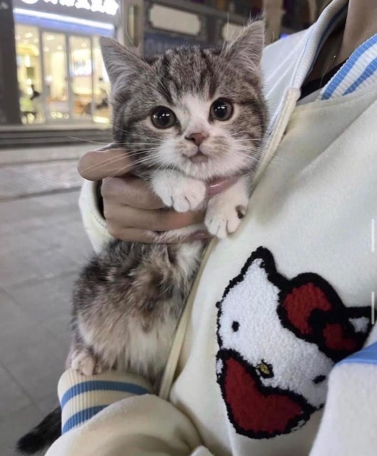 Punch Cat tweet media