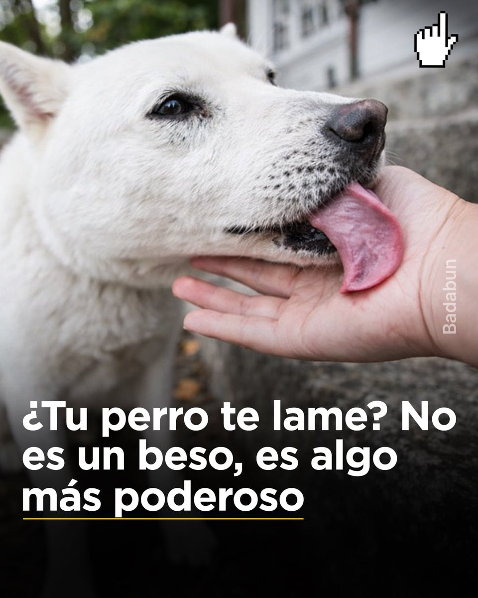 👉👉 Cuando tu perro te lame, la mayoría piensa que es solo cariño.
Pero en realidad, es algo mucho más profundo.

Su lengua no funciona solo como una muestra de afecto.
Es una herramienta de información.

Tu piel guarda rastros invisibles: olores, sal, pequeñas señales químicas