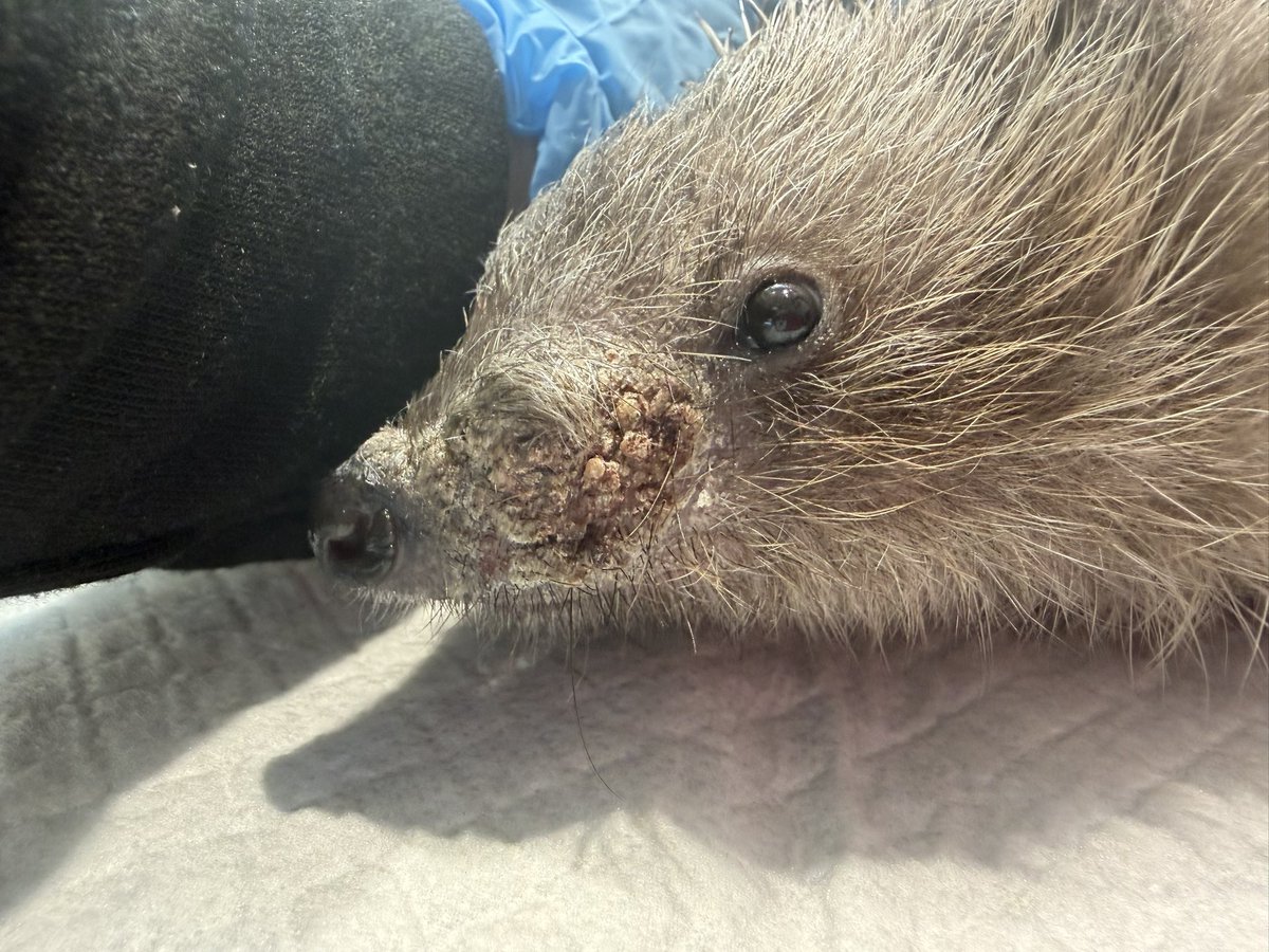 Prickle Lodge - Hedgehog Rescue tweet media