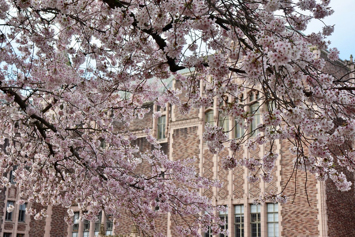 The_Weatherman2's tweet image. Beautiful morning to see UW's cherry blossoms...and a great way to start my spring quarter!! 🌸🌸 #wawx #Seattle #cherryblossoms