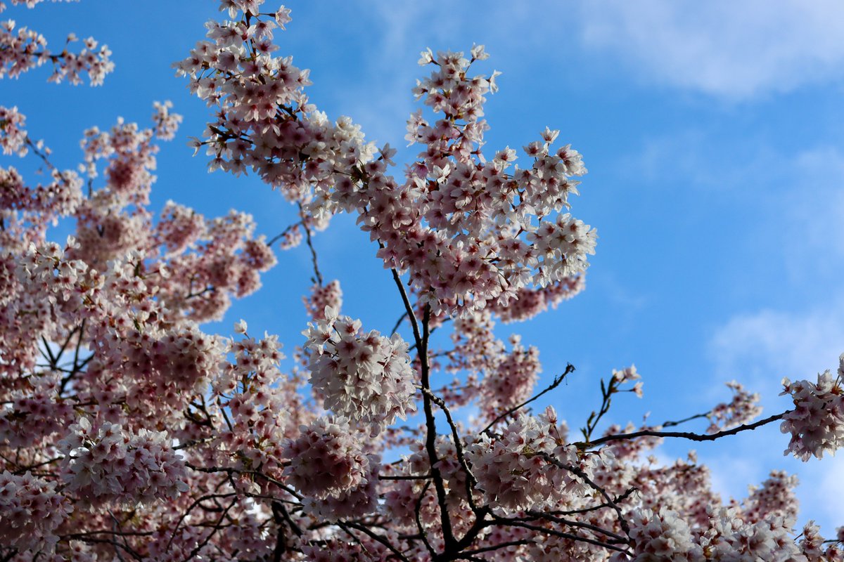 The_Weatherman2's tweet image. Beautiful morning to see UW's cherry blossoms...and a great way to start my spring quarter!! 🌸🌸 #wawx #Seattle #cherryblossoms
