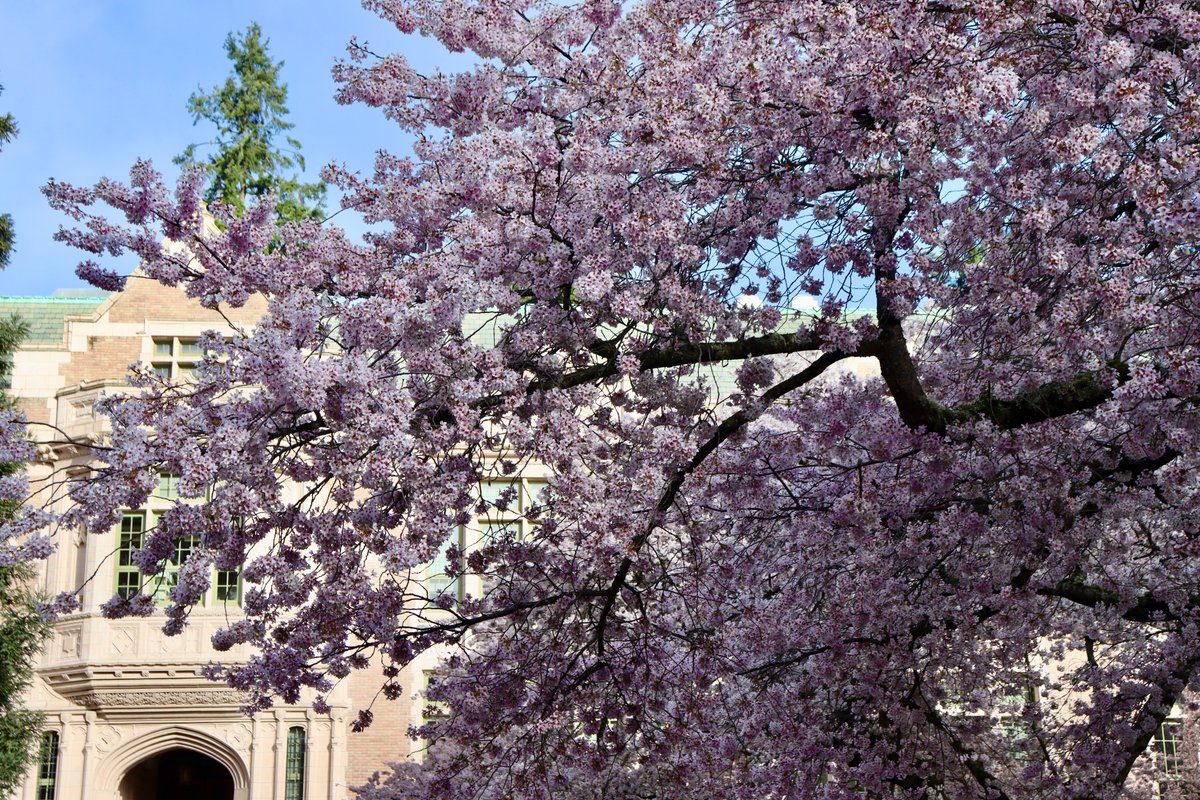The_Weatherman2's tweet image. Beautiful morning to see UW's cherry blossoms...and a great way to start my spring quarter!! 🌸🌸 #wawx #Seattle #cherryblossoms