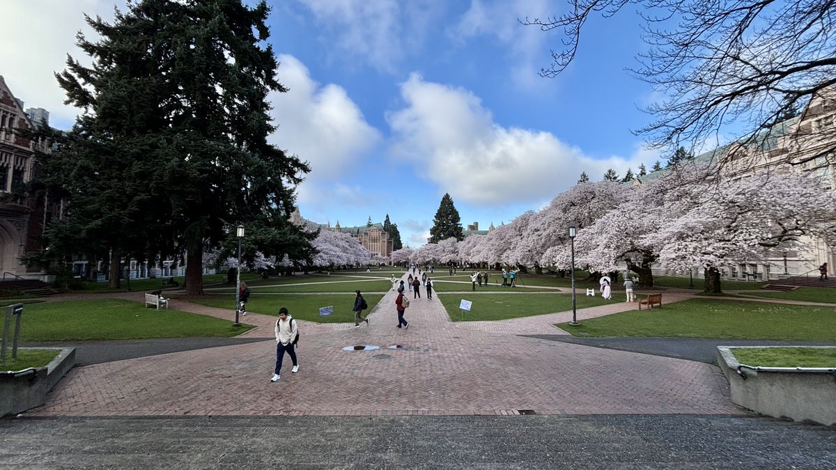 The_Weatherman2's tweet image. Beautiful morning to see UW's cherry blossoms...and a great way to start my spring quarter!! 🌸🌸 #wawx #Seattle #cherryblossoms