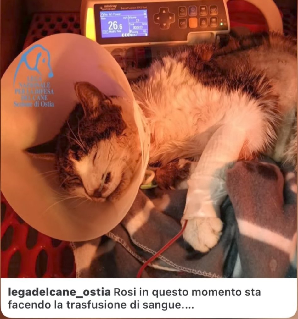 LᎾℬᎯ tweet media