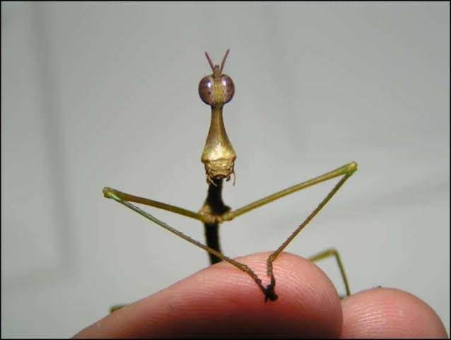 🌧️🐛 io tweet media