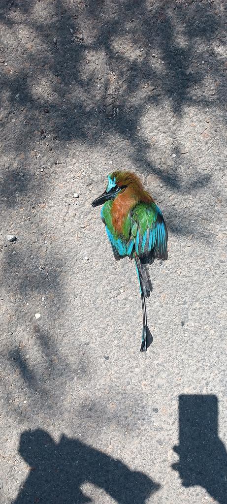 Saben dónde reportar fauna en peligro?? Hoy a medio día por las cercanías de la CFE del periférico encontré uno (o dos) venaditos 
Hay la posibilidad de reubicar?? Hay mucha fauna en ese lugar 
Esto en Mérida Yucatán