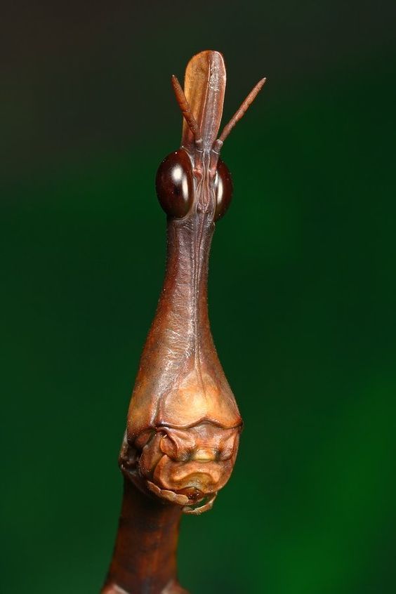 🌧️🐛 io tweet media