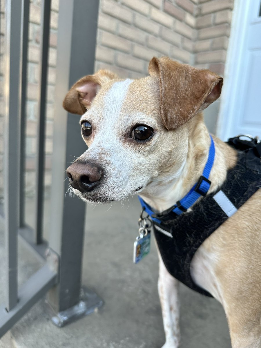 Finnegan 🇨🇦Angel Cooper🌈 and Andria 🇨🇦🐶😇 tweet media