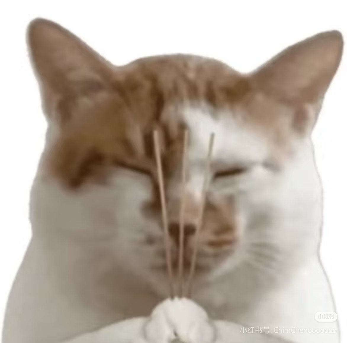 Steve_Hope20's tweet photo. @CameronDiro Cam, although this is a very happy day, and I wish you a happy birthday, but it is really funny. Three cigarettes 🚬 inserted on it, which is called "shangxiang" in China(not use cigarettes usually), to commemorate ancestors (people who have died), it's so funny https://t.co/WX8KMXSXZ2