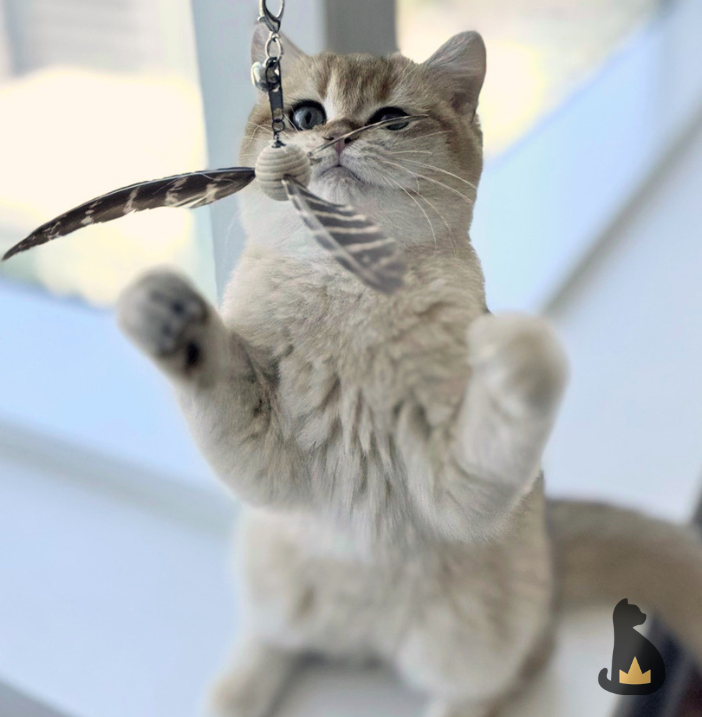 PreciousFur's tweet photo. Swipe through to play with Mochi's new toy! https://t.co/EdEtqUNFw2