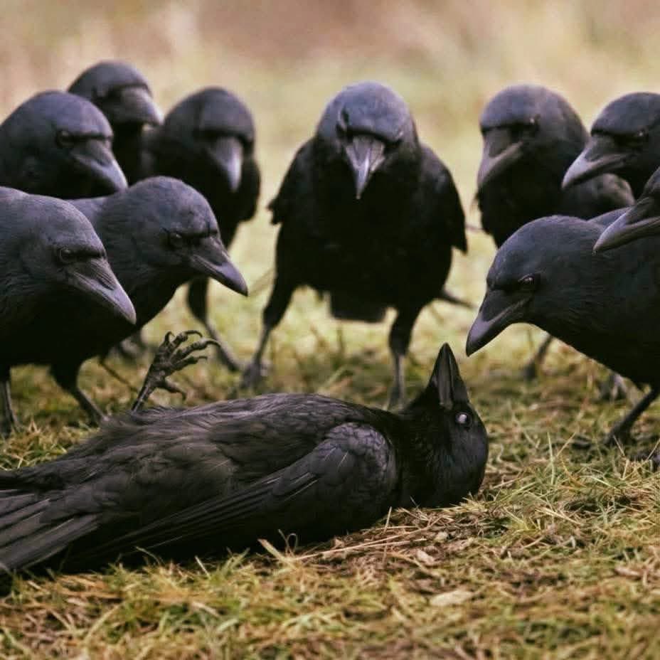 Mr PitBull tweet media