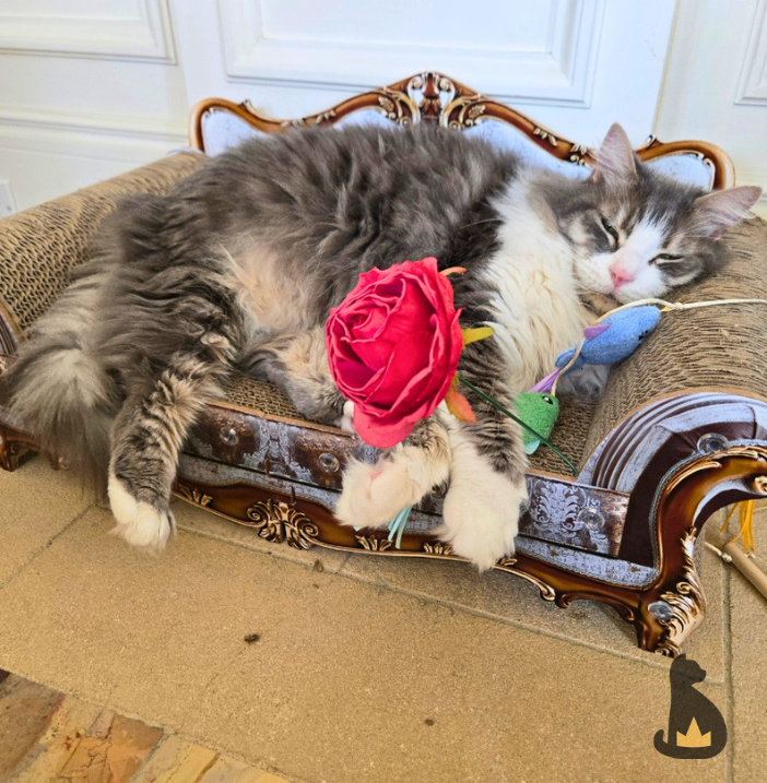 PreciousFur's tweet photo. How cute is this post-playtime sleeping beauty!? https://t.co/Kdhtze1i4H