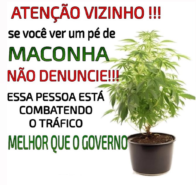 Cannabis Brasil tweet media