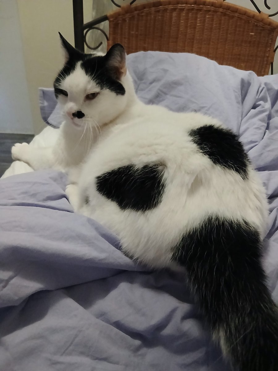 HoutsmaAnne tweet media