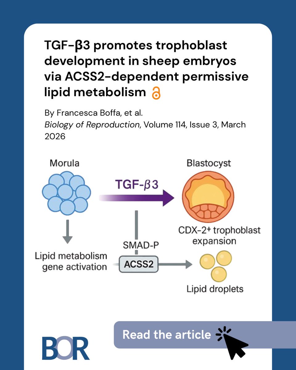 BiolReprod's tweet photo. What helps an embryo develop in its earliest stages?

New research in sheep shows a protein (TGF-β3) supports embryo growth by helping cells manage fats—key for forming the placenta later on.

A small detail with big implications for fertility + pregnancy research.

🔗 https://t.co/ScCe6RNmsi